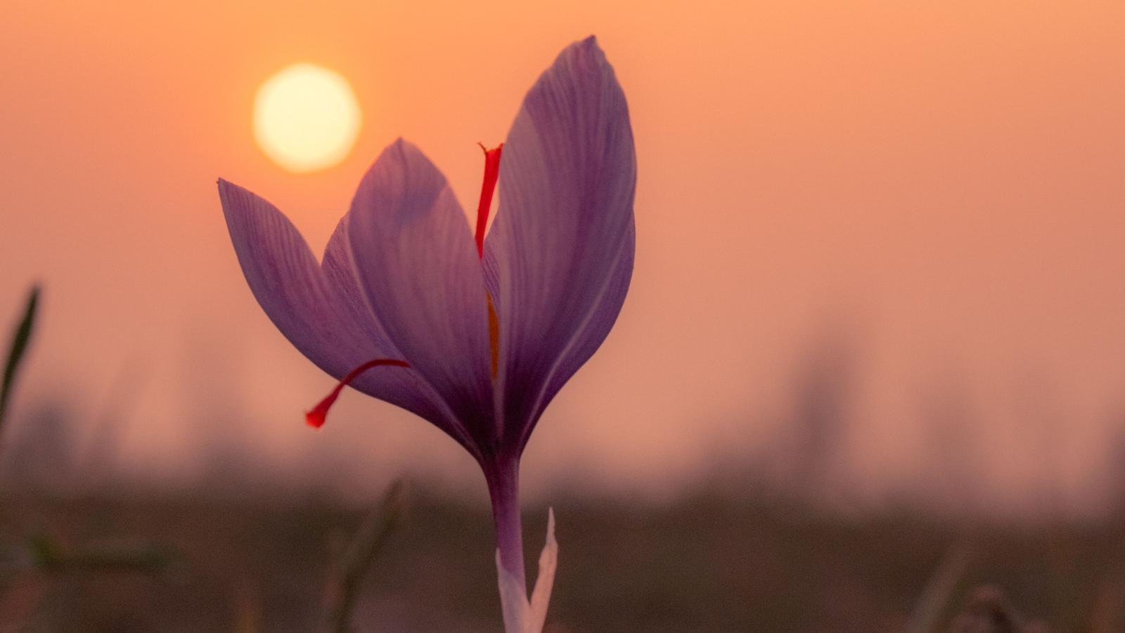 A purple saffron crocus with red stigmas in a field at Pampore, Kashmir, with the sun setting behind