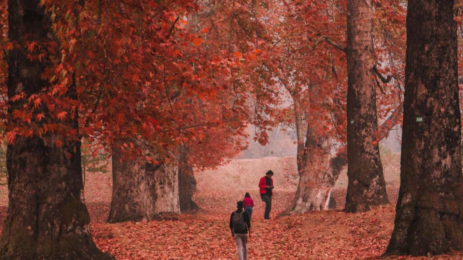 People walking on autumn leaves in a forest near Srinagar